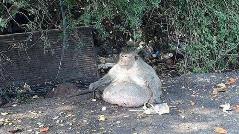 กรมอุทยานฯ ปรับอาหาร-คุมน้ำหนักลิงอ้วน 