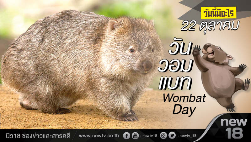 วันนี้มีอะไร: 22 ตุลาคม วันวอมแบท (Wombat Day)