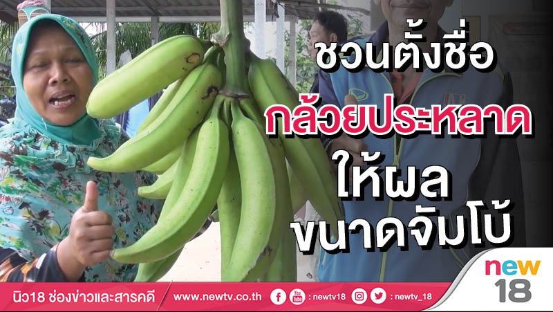 ชวนตั้งชื่อกล้วยประหลาดให้ผลขนาดจัมโบ้ 