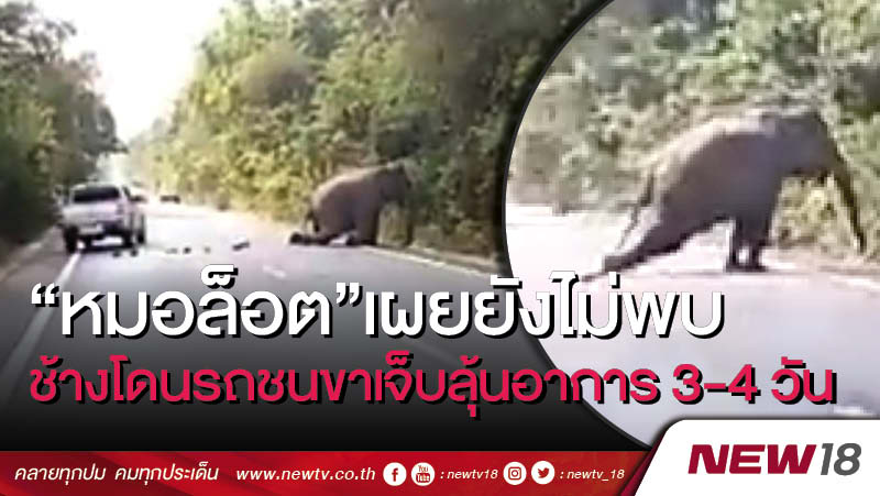 “หมอล็อต”เผยยังไม่พบช้างโดนรถชนขาเจ็บลุ้นอาการ 3-4 วัน (คลิป)