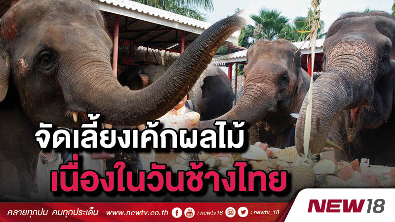 จัดเลี้ยงเค้กผลไม้ยักษ์เนื่องในวันช้างไทย 