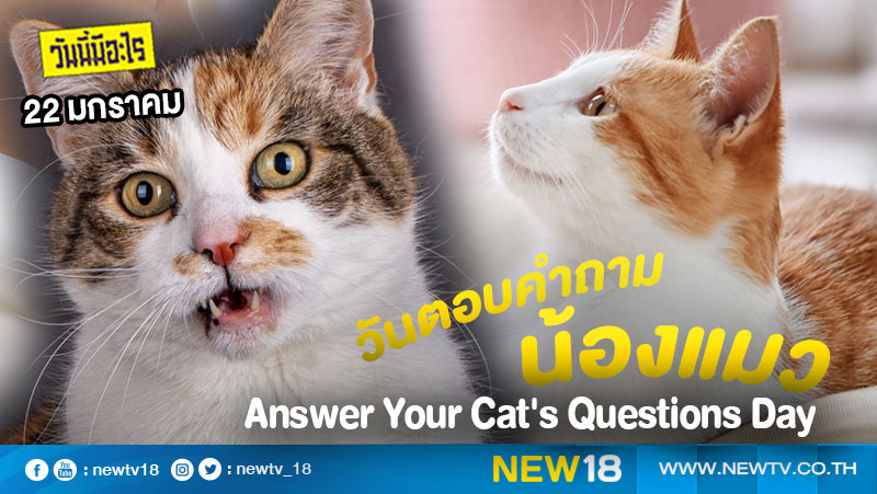 วันนี้มีอะไร: 22 มกราคม  วันตอบคำถามน้องแมว (Answer Your Cat's Questions Day)