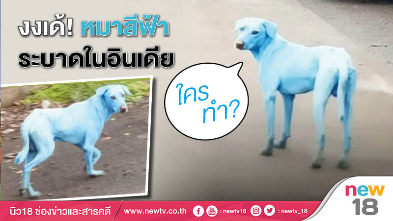 งงเด้! หมาสีฟ้า ระบาดในอินเดีย ใครทำ?