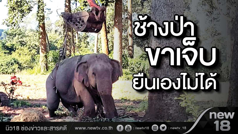 ช้างป่าขาเจ็บยืนเองไม่ได้ 
