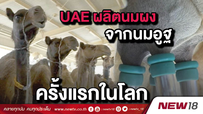 UAE ผลิตนมผงจากนมอูฐครั้งแรกในโลก
