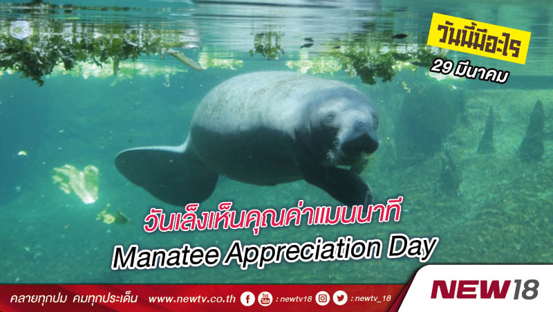 วันนี้มีอะไร: 29 มีนาคม วันเล็งเห็นคุณค่าแมนนาที (Manatee Appreciation Day)