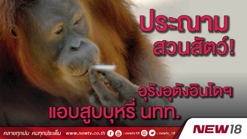 ประณามสวนสัตว์! อุรังอุตังอินโดฯแอบสูบบุหรี่ นทท.