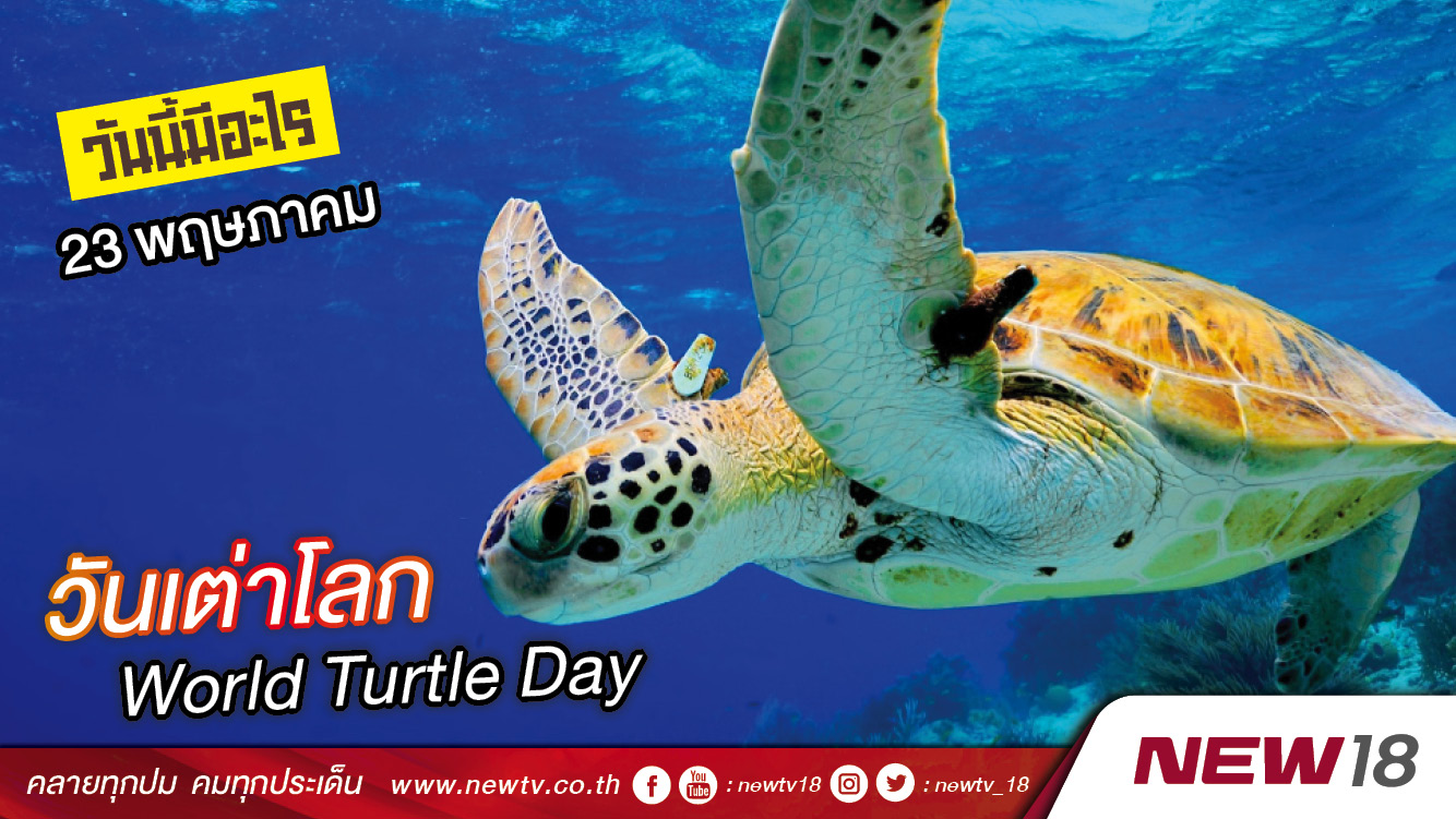 วันนี้มีอะไร: 23 พฤษภาคม  วันเต่าโลก (World Turtle Day)