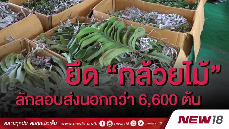ยึด "กล้วยไม้" ลักลอบส่งนอกกว่า 6,600 ต้น