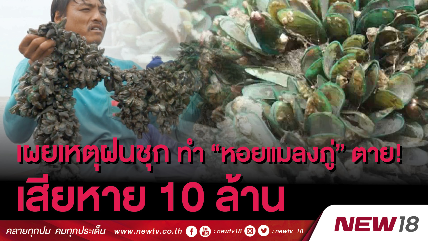 เผยเหตุฝนชุก ทำ “หอยแมลงภู่” ตาย ! เสียหาย 10 ล้าน