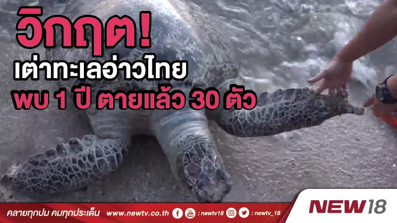 วิกฤต! เต่าทะเลอ่าวไทย  พบ1 ปี ตายแล้ว 30 ตัว