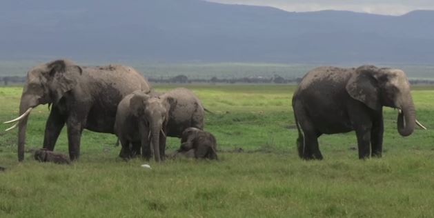 ช้างแฝดหายากในห้างหุ้นส่วนจำกัดอุทยานแห่งชาติเคนย่า 