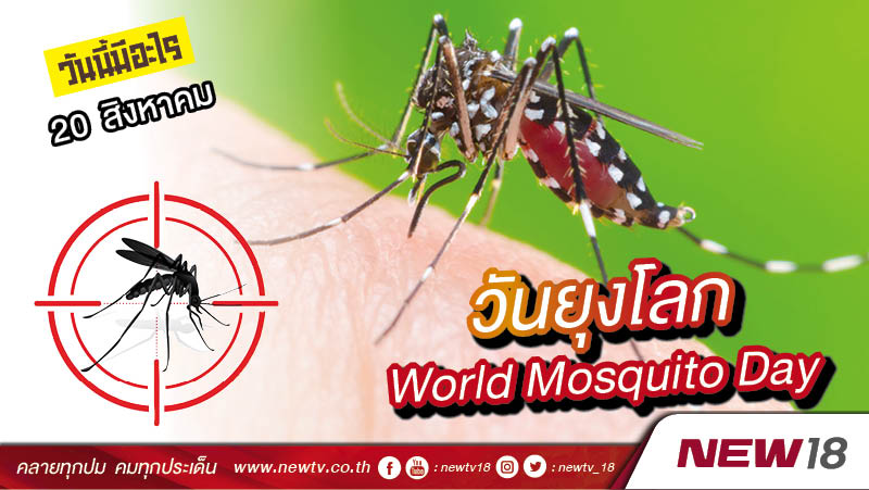 วันนี้มีอะไร: 20 สิงหาคม  วันยุงโลก (World Mosquito Day)
