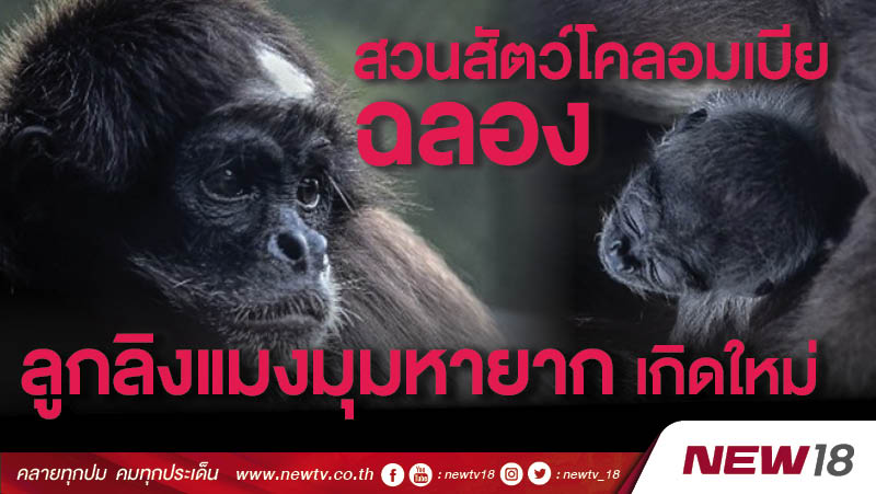สวนสัตว์โคลอมเบียฉลองลูกลิงแมงมุมหายากเกิดใหม่