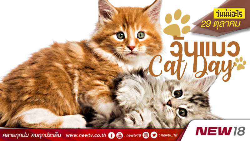 วันนี้มีอะไร: 29 ตุลาคม  วันแมว (Cat Day)