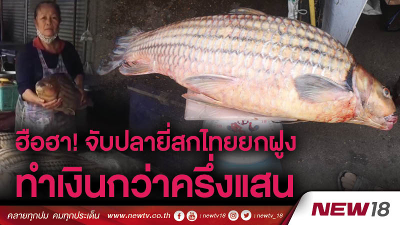 ฮือฮา! จับปลายี่สกไทยได้ยกฝูง ขายทำเงินกว่าครึ่งแสน