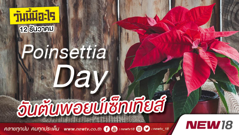 วันนี้มีอะไร: 12 ธันวาคม  วันต้นพอยน์เซ็ทเทียส์ (Poinsettia Day)