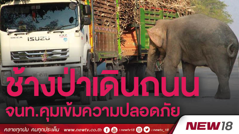 ช้างป่าเดินถนน จนท.คุมเข้มความปลอดภัย 
