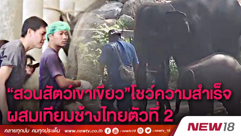 “สวนสัตว์เขาเขียว”โชว์ความสำเร็จ ผสมเทียมช้างไทยตัวที่ 2 