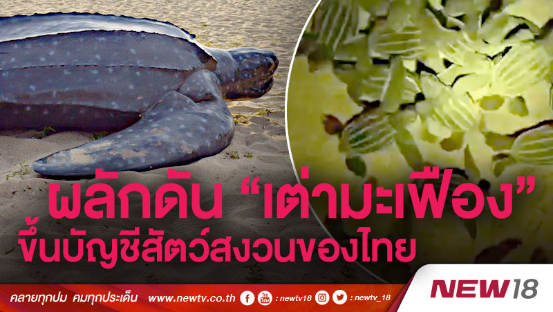 ผลักดัน “เต่ามะเฟือง” ขึ้นบัญชีสัตว์สงวนของไทย 