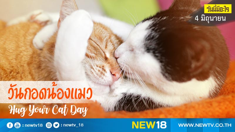 วันนี้มีอะไร 4 มิถุนายน วันกอดน้องแมว (Hug Your Cat Day)