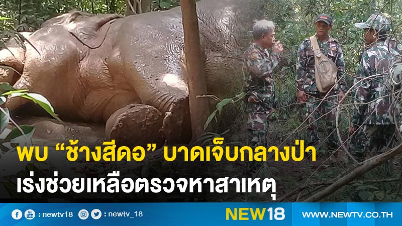 พบ “ช้างสีดอ” บาดเจ็บกลางป่า  เร่งช่วยเหลือตรวจหาสาเหตุ