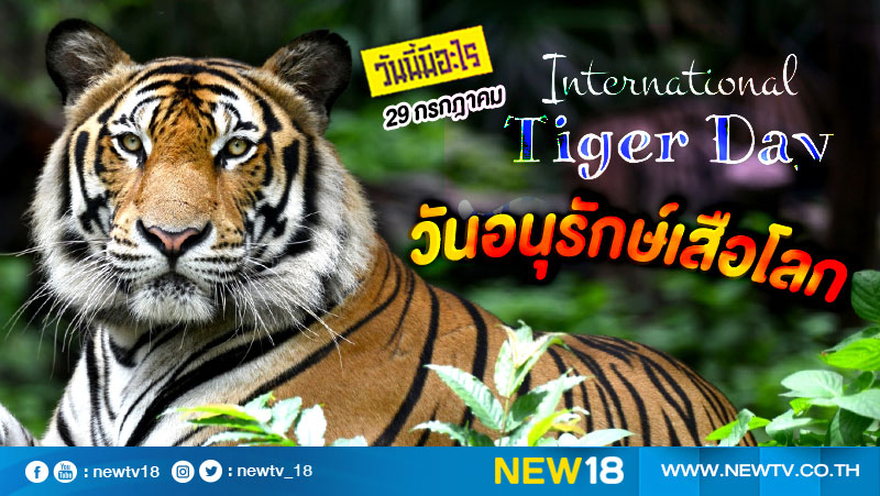 วันนี้มีอะไร: 29 กรกฎาคม  วันอนุรักษ์เสือโลก (International Tiger Day) 