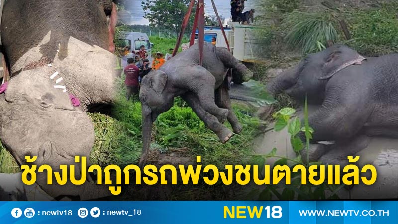 ช้างป่าถูกรถพ่วงชนตายแล้ว 