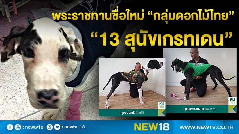 พระราชทานชื่อใหม่ “กลุ่มดอกไม้ไทย”  13 สุนัขเกรทเดน