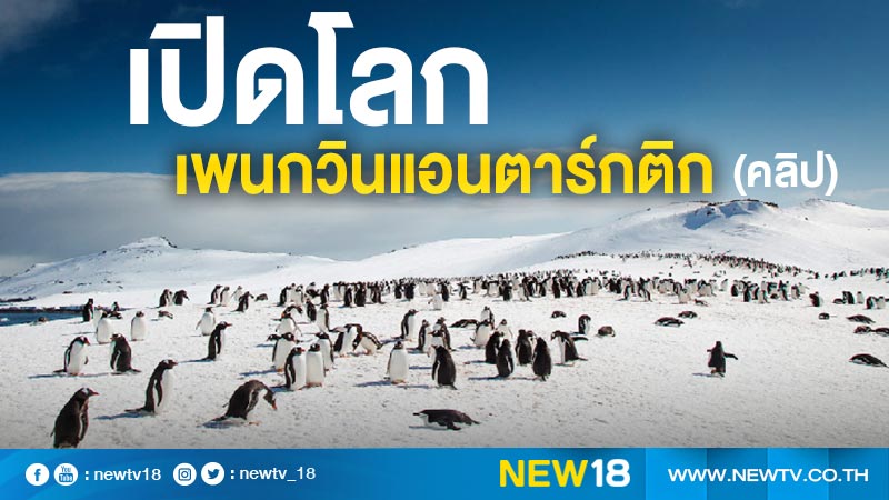 เปิดโลกเพนกวินแอนตาร์กติก (คลิป)