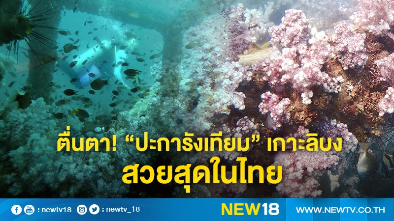 ตื่นตา! "ปะการังเทียม" เกาะลิบง  สวยสุดในไทย