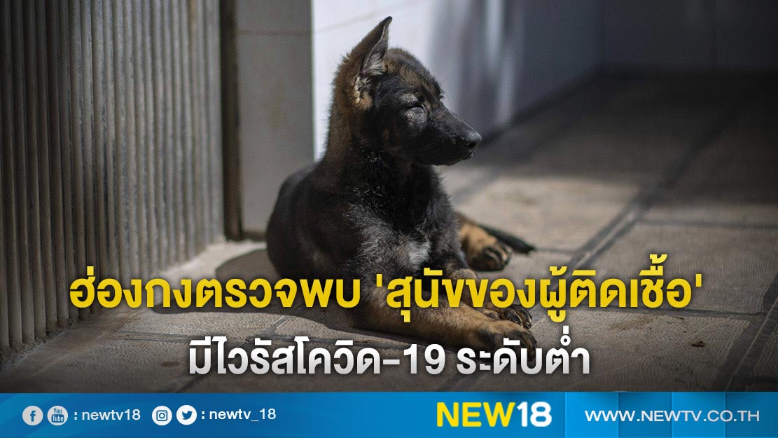 ฮ่องกงตรวจพบ 'สุนัขของผู้ติดเชื้อ' มีไวรัสโค วิด-19 ระดับต่ำ