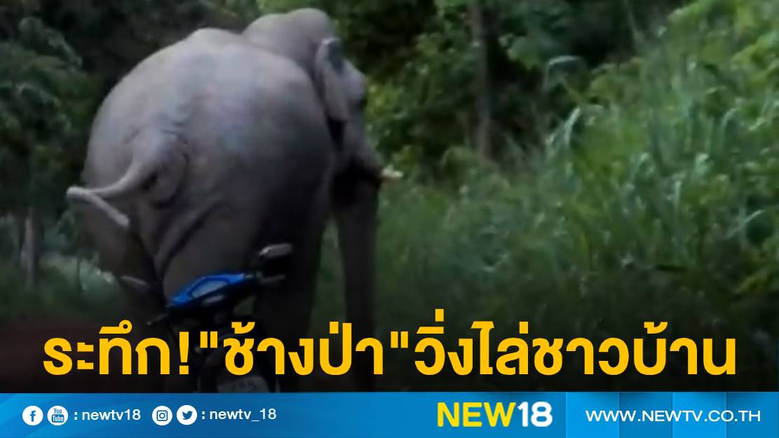 ชาวบ้านวังน้ำเขียว หนีกระเจิงโดน"ช้างป่า"วิ่งไล่ทำร้าย 