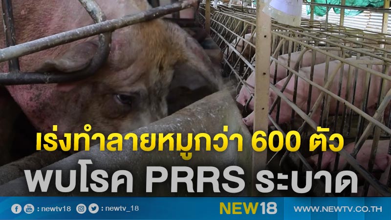 ปศุสัตว์สระแก้วเร่งทำลายหมูใน 2 อำเภอกว่า 600 ตัว หลังพบโรค PRRS กำลังระบาด