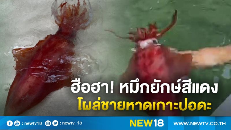 ฮือฮา! ปลาหมึกยักษ์หายากสีแดงทั้งตัว โผล่อวดโฉมหลังเกาะปอดะ จ.กระบี่ เผยพบครั้งแรกเมื่อ 30 ปีก่อน
