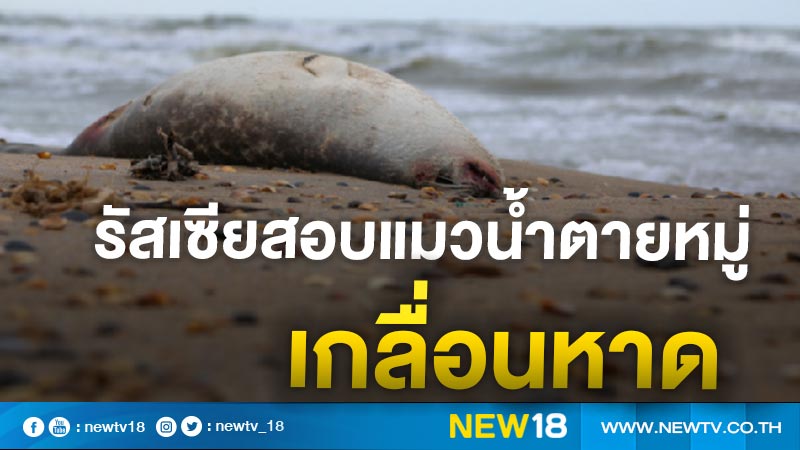 รัสเซียสอบแมวน้ำตายหมู่เกลื่อนหาด