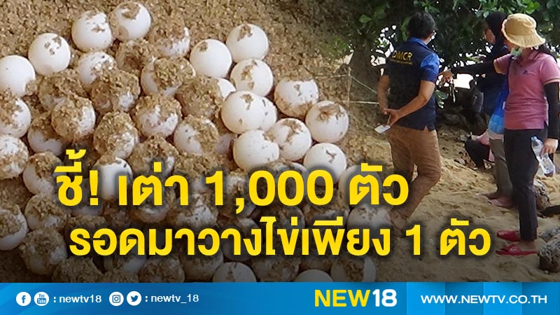 ศูนย์วิจัยฯ ชี้เต่า 1,000 ตัว มีโอกาสกลับมาวางไข่จุดกำเนิดเพียง 1 ตัวเท่านั้น