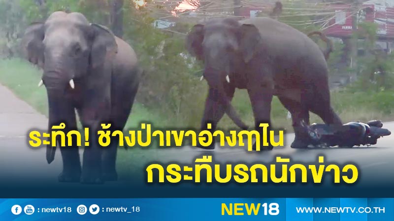 ระทึก! ช้างป่าเขาอ่างฤาไน กระทืบรถนักข่าว แจ้งเตือนชาวบ้าน 3 ชุมชนระวังอันตราย  (คลิป)