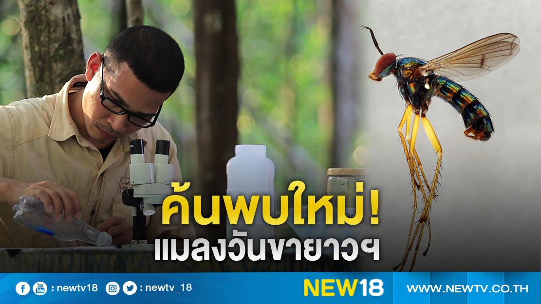 ค้นพบ  “แมลงวันขายาวปีเตอร์อาจารย์จุฑามาส” สิ่งมีชีวิตชนิดใหม่ของโลก  (คลิป)