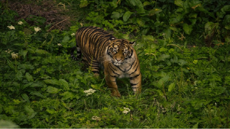เสือขย้ำ จนท.สวนสัตว์อินโดนีเซียดับ