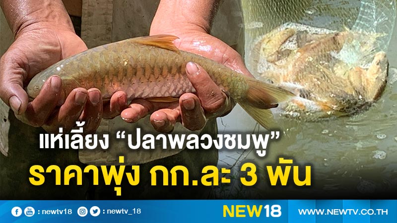 แห่เลี้ยง “ปลาพลวงชมพู”  ราคาพุ่ง กก.ละ 3 พัน 