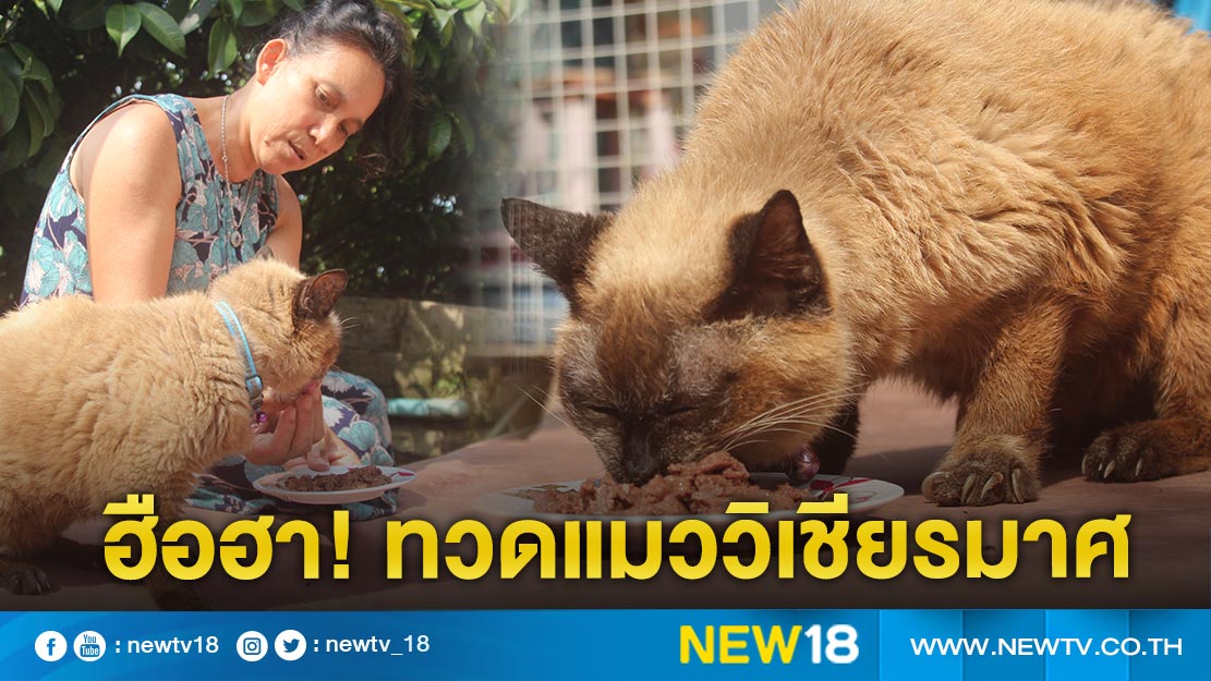 พบทวดแมว “วิเชียรมาศ” อายุ 34 ปี คาดเป็นแมวอายุยืนที่สุดในโลก  (คลิป)