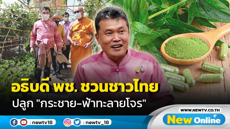 อธิบดี พช.ชวนชาวไทยปลูก "กระชาย-ฟ้าทะลายโจร"