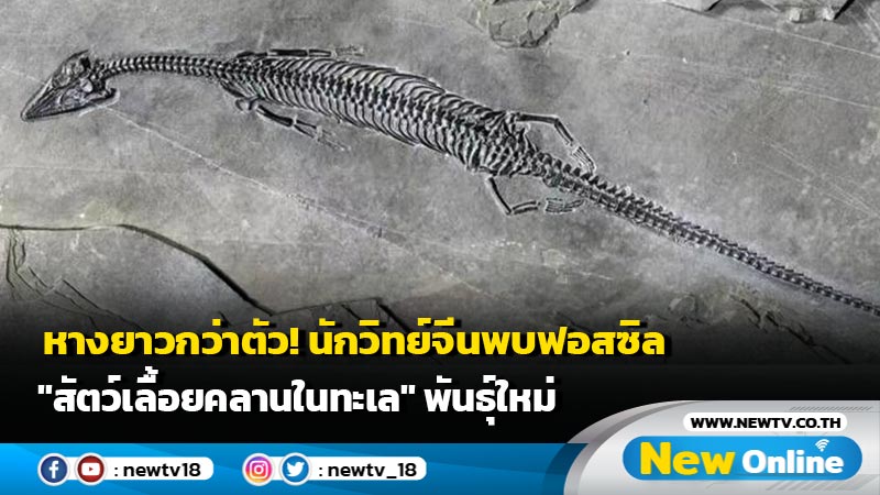 หางยาวกว่าตัว! นักวิทย์จีนพบฟอสซิล "สัตว์เลื้อยคลานในทะเล" พันธุ์ใหม่