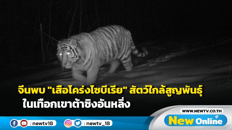จีนพบ "เสือโคร่งไซบีเรีย" สัตว์ใกล้สูญพันธุ์ ในเทือกเขาต้าซิงอันหลิ่ง
