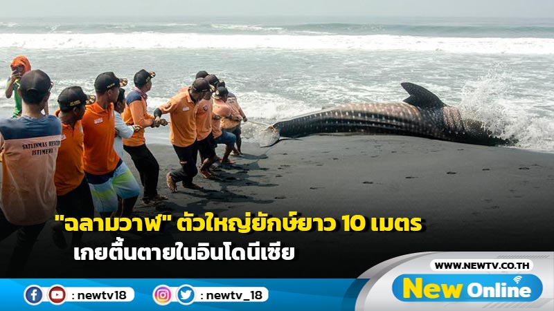 "ฉลามวาฬ" ตัวใหญ่ยักษ์ยาว 10 เมตร เกยตื้นตายในอินโดนีเซีย